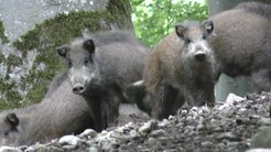 Wildschweine