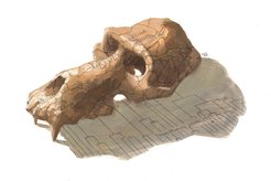 illustration of baboon skull