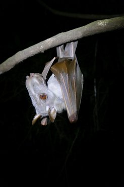 Hypsignathus monstrosus is often named as a host for Ebola, although the study finds no support for this claim.