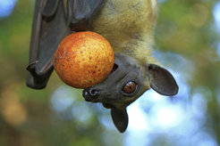 Straw-coloured fruit bats are the most abundant African bat.