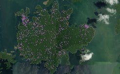 Purple dots overlaid on a birds-eye view of the rainforest, showing the location of all fruit trees