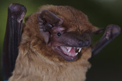 Fledermaus mit Zähnen
