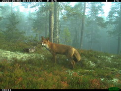 fox