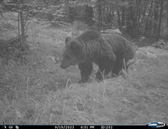 Bear