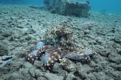 Octopus and fish