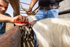 Farmer attaches collar to white goat