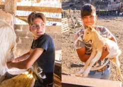 Two pictures of boys on the goat farm
