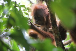 Orangutan with a stick