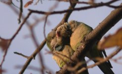 Two parakeets