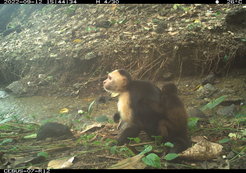 capuchin monkey in a stream bed with a baby howler on its back