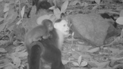 a capuchin monkey carrying a howler monkey