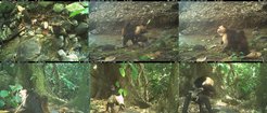 six photographs of capuchin monkeys carrying howler monkeys