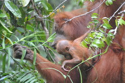orangutan