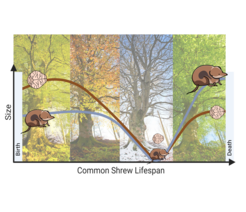 The year of the common shrew