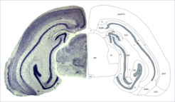 One of the resources we created to promote research on the shrew across labs is a brain atlas of histological and MRI images (Baldoni et al.2023)
