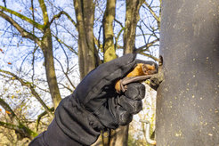 Releasing a bat back into its hibernation box.