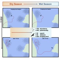Insect ephemerality has profound effects on the foraging behavior of bats (from Kohles et al. 2024, Current Biology).