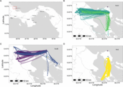 GPS-tracked Greater spear-nosed bats in Panama cross the sea, flying 25km and more to forage on the mainland (from Calderon-Capote et al. 2024)