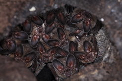 One of the beautiful pictures by Christian Ziegler from the book “Bat Island”