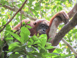 Orangutan sleeping in a nest