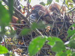 Orangutan in nest