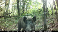 wild boar in forest