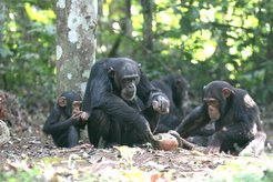 chimpanzee cracking nut with stone while two others watch