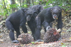 Three chimps eating palm nut