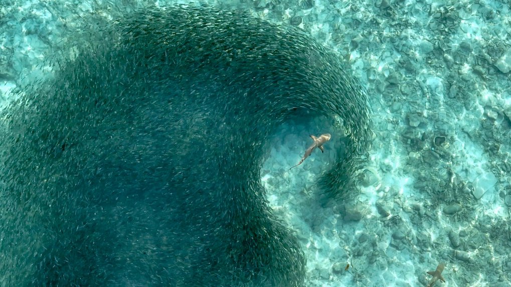 Shark swimming in fish school