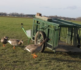 Livestream: Andrea Kölzsch: "Of geese and people - stories from 8 years of wild goose tagging" | "Von Gänsen und Menschen – Geschichten aus 8 Jahren Wildgans-Besenderung" Livestream: Andrea Kölzsch: "Of geese and people - stories from 8 years of wild goose tagging" | "Von Gänsen und Menschen – Geschichten aus 8 Jahren Wildgans-Besenderung"
