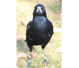 Dr Ben Ashton: Birds brains - the causes and consequences of individual variation in cognition: a case study on the Australian magpie