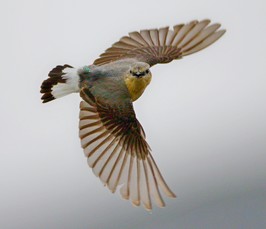 Institute Seminar - Franz Bairlein: The control of avian migration: A holistic single species view Institute Seminar - Franz Bairlein: The control of avian migration: A holistic single species view