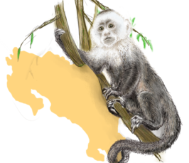 Plasticity and Adaptation of Capuchin Monkeys examined through Behaviour, Microbes and Genes Plasticity and Adaptation of Capuchin Monkeys examined through Behaviour, Microbes and Genes