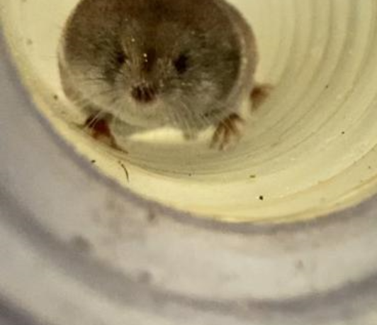 Seasonal differences in the behavior of Common Shrews Seasonal differences in the behavior of Common Shrews