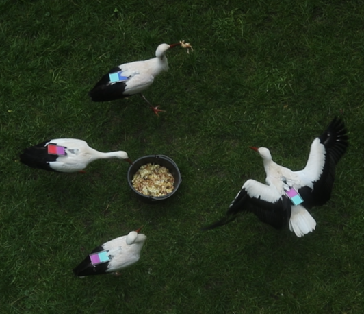 The link between behavioural consistency and migration The link between behavioural consistency and migration