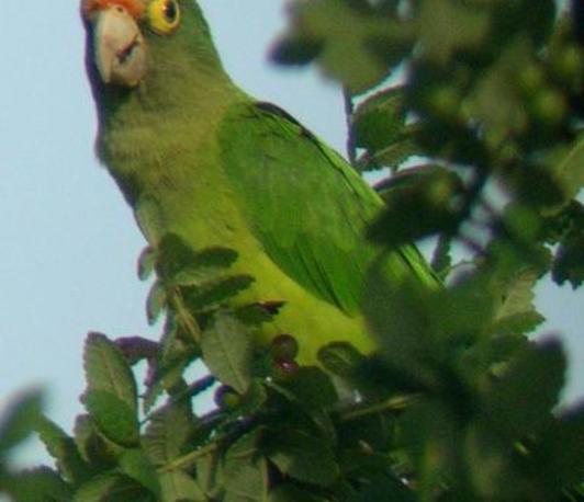 Vocal imitation in orange fronted conures (<i>Eupsittula canicularis</i>)