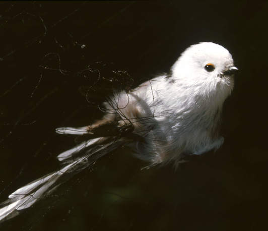Assessment of the burden of wild animals during capture / <i>Einschätzung der Belastung von Wildtieren beim Fang - </i> Open discussion Assessment of the burden of wild animals during capture / <i>Einschätzung der Belastung von Wildtieren beim Fang - </i> Open discussion