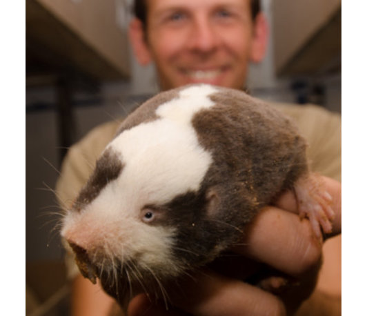 Should I stay or should I go?: assessing dispersal patterns in social mole-rats through direct and indirect methods Should I stay or should I go?: assessing dispersal patterns in social mole-rats through direct and indirect methods