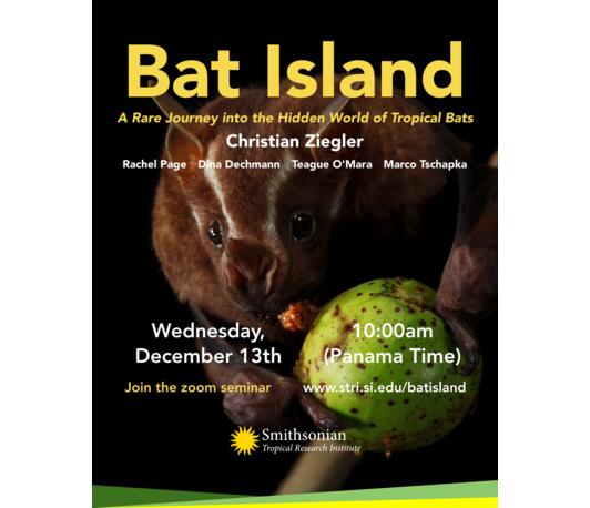 Bat Island - A Rare Journey into the Hidden World of Tropical Bats