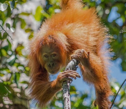 Orang-Utans und die Evolution der Intelligenz