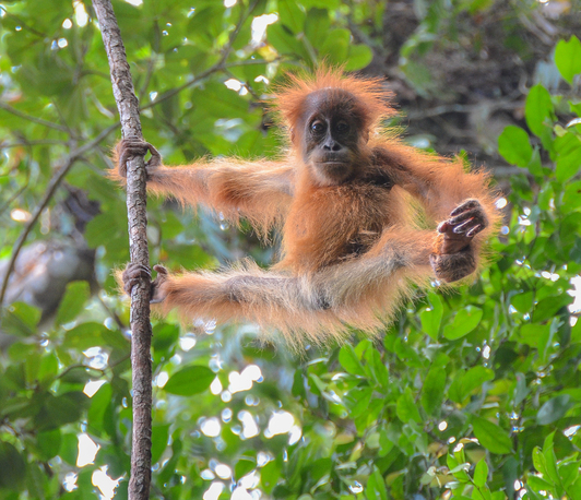 Lernen wie ein Orang-Utan