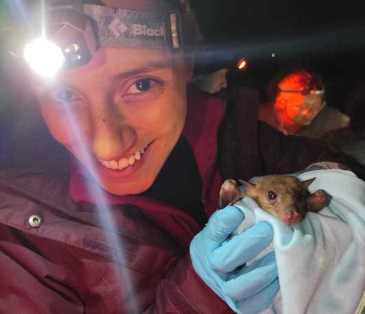 Unraveling cave-dwelling bat conservation 
