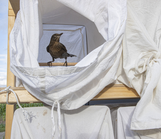 Requirements for the housing of wild birds in animal experiments – what rules do we have and where do they come from?
