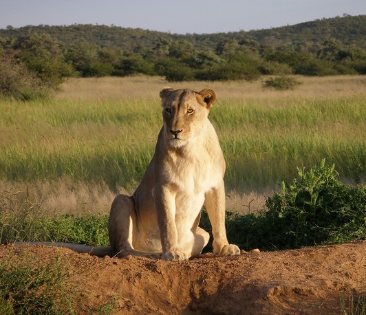 Five decades of research & conservation on African lions