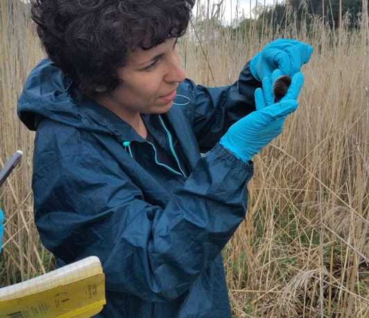 From summer growth to winter decline: brain size, captive effect, and cognitive outcomes in the common shrew during Dehnel's phenomenon