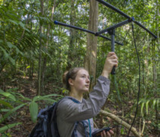 Communication and fission-fusion dynamics in white-nosed coatis