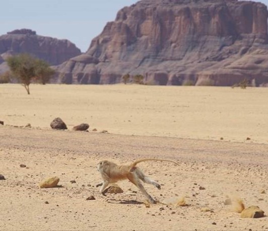 Monkeys in the Desert: Patas Monkeys as a Key System to Study Heat Resilience in Primates Monkeys in the Desert: Patas Monkeys as a Key System to Study Heat Resilience in Primates