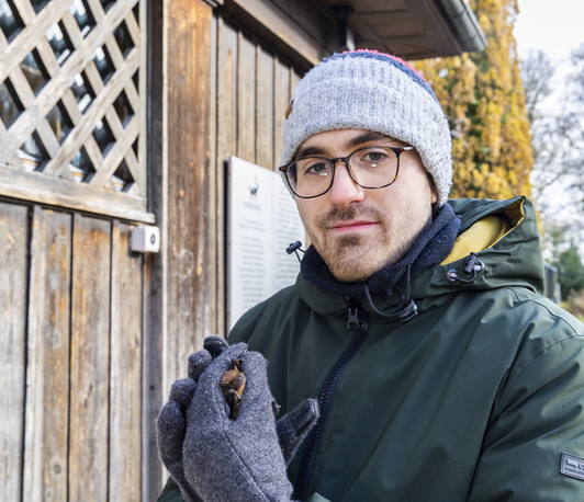 Energetic trade-offs of hibernation at historical and new ranges in the common noctule (<i>Nyctalus noctula</i>) Energetic trade-offs of hibernation at historical and new ranges in the common noctule (<i>Nyctalus noctula</i>)